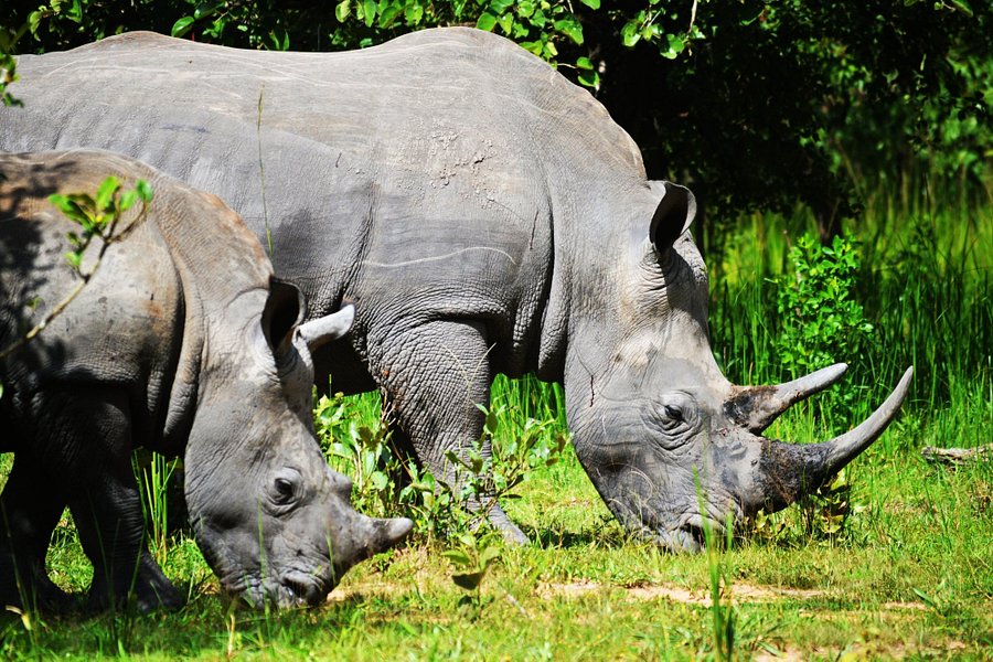 Rhino Fund Uganda image