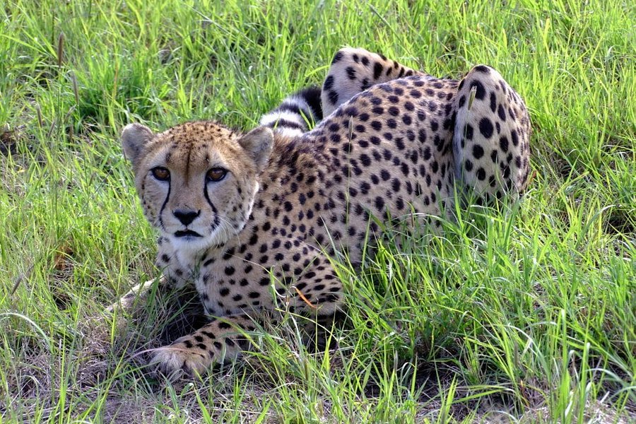 Cheetah Conservation Fund image