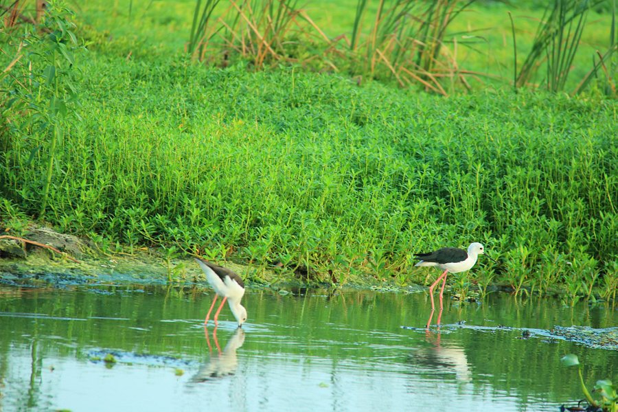 Kalamatiya Bird Sanctuary image