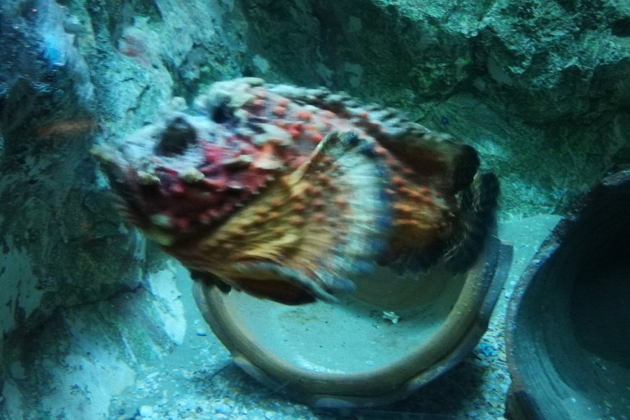 Rajamangkala Aquarium Trang image