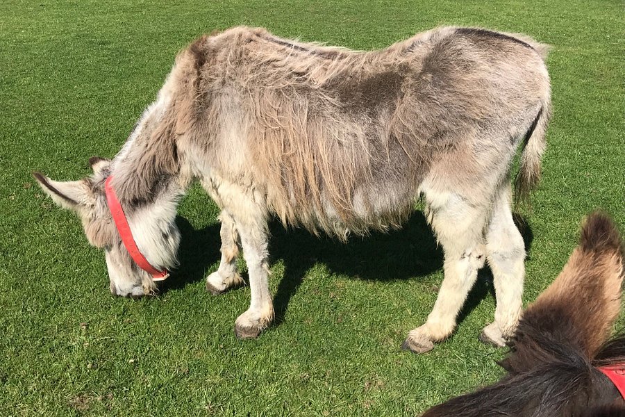 The Isle of Wight Donkey Sanctuary image