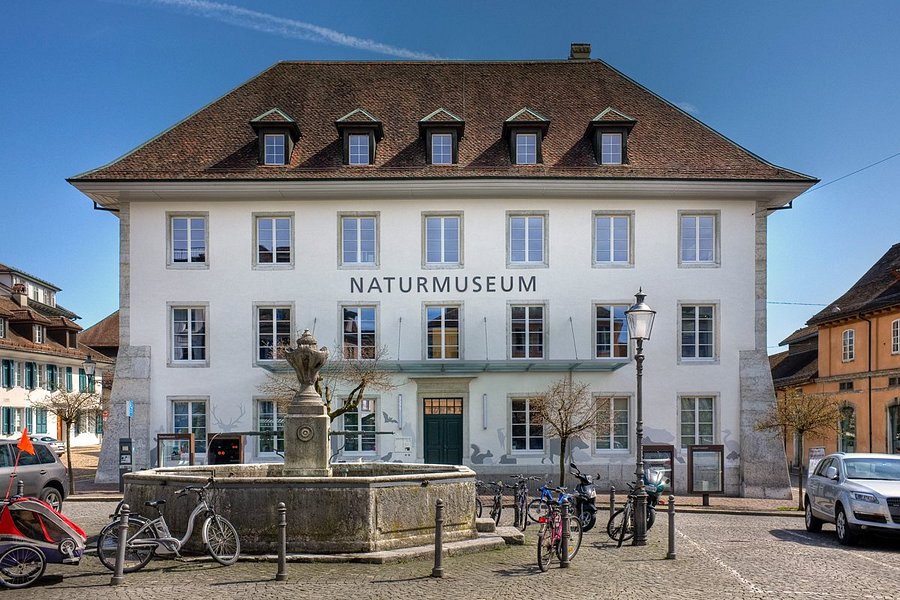 Naturmuseum Solothurn image