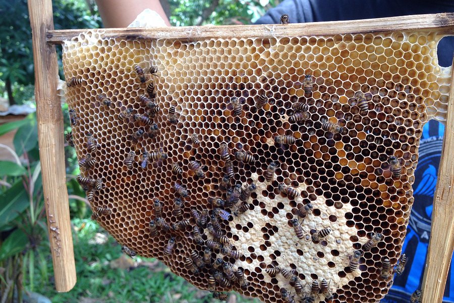 Gombizau Honey Bee Farm image