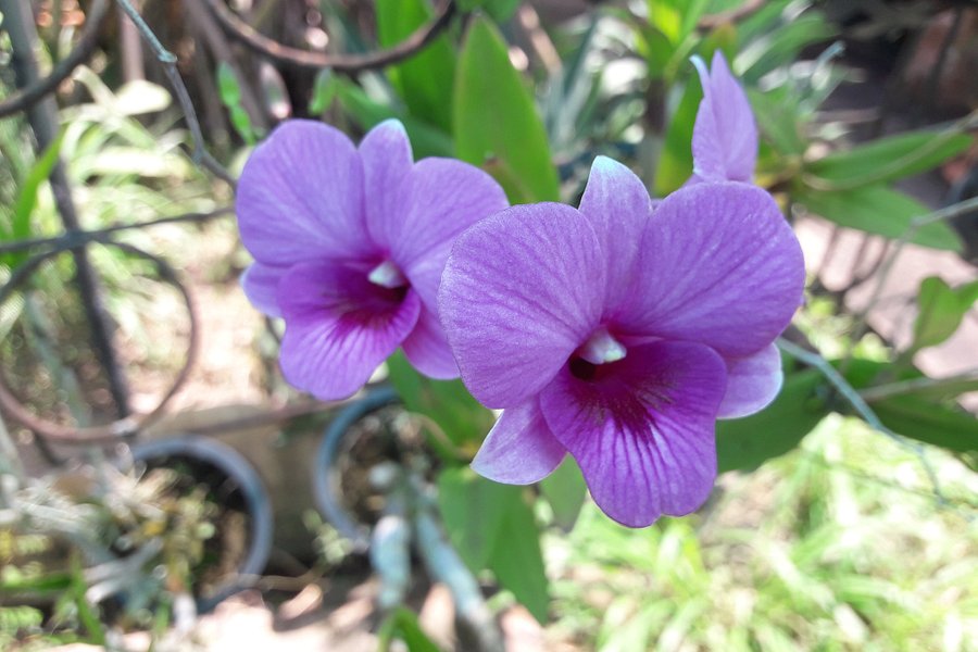 Udon Sunshine Fragrant Orchid Farm image