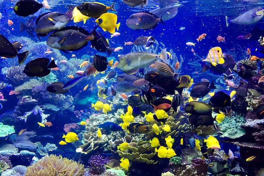 Long Island Aquarium image