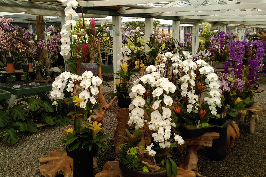 Cal Pacific Orchid Farm image