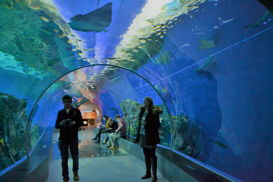 National Aquarium Denmark, Den Blå Planet image
