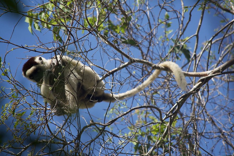 Kirindy Forest Morondava Madagascar image
