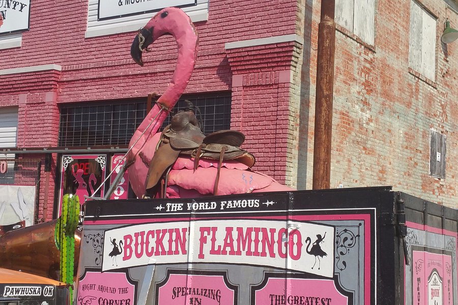 The Buckin' Flamingo image