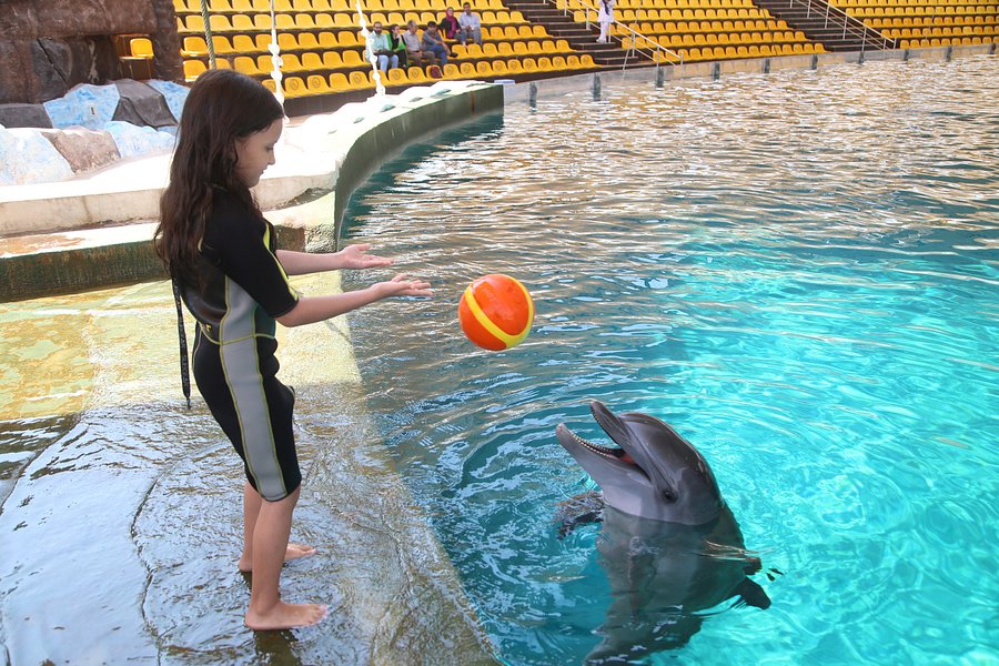 Kish Dolphin Park image