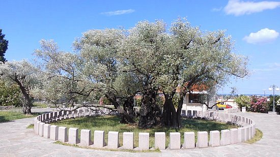 Old Olive Tree image