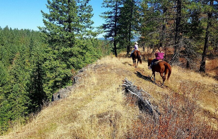 Bridle Path Quarter Horses image