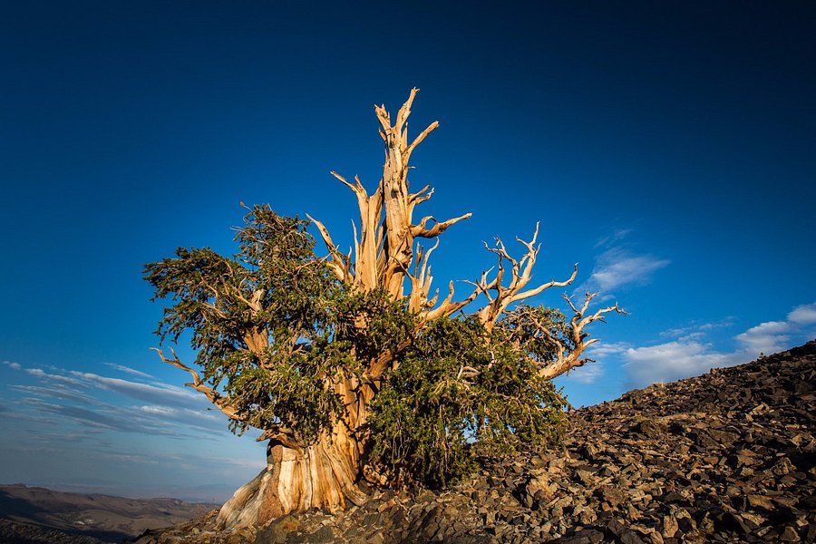 Ancient Bristlecone Pine Forest image