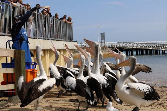 San Remo Fishermans Co-Op Pelican Feeding image