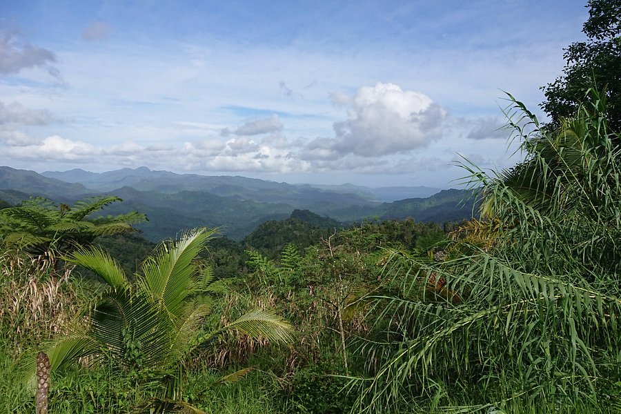 Waisali Rainforest Reserve image