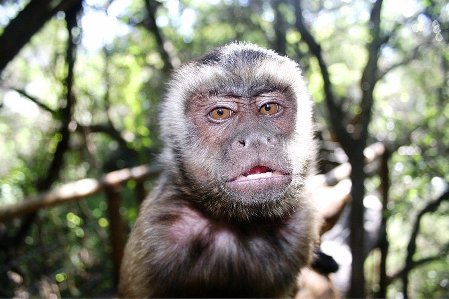 Bush Babies Monkey Sanctuary image