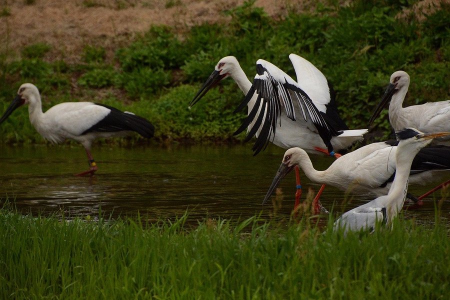 Hyogo Park of the Oriental White Stork image
