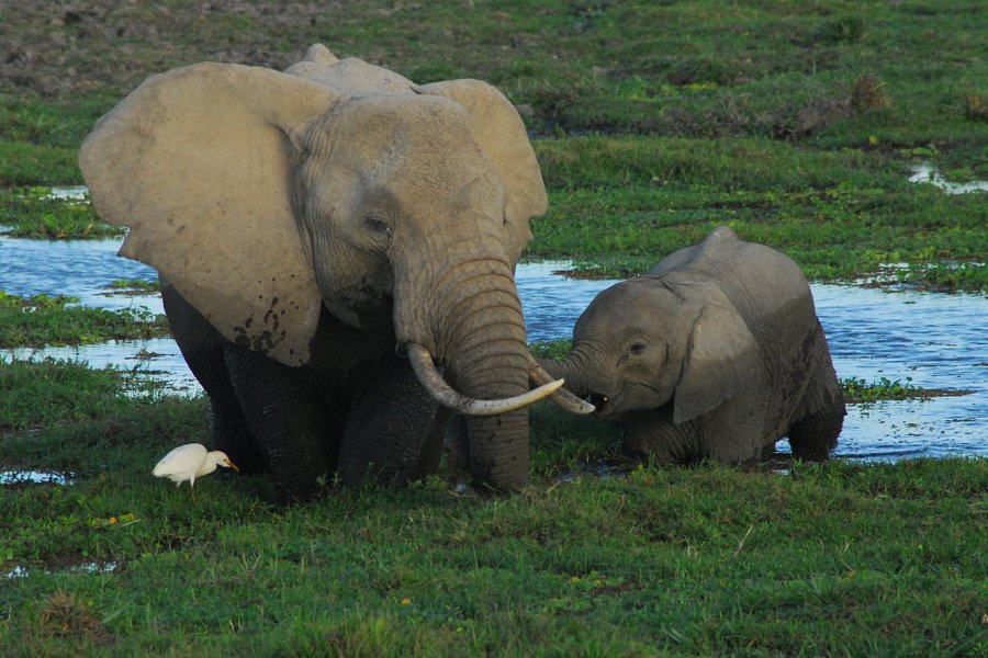 Arlom Kenya Safaris image