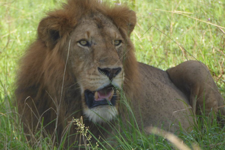 Lionking Safaris Limited image