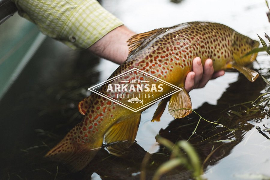North Arkansas Troutfitters image