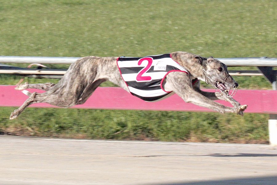 North West Greyhound Racing Club image