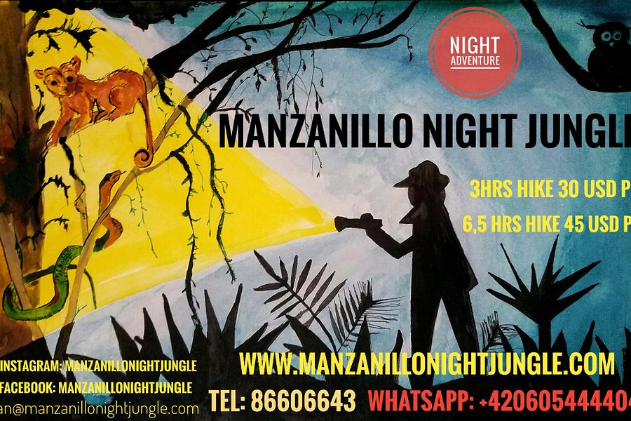 Manzanillo Night Jungle image