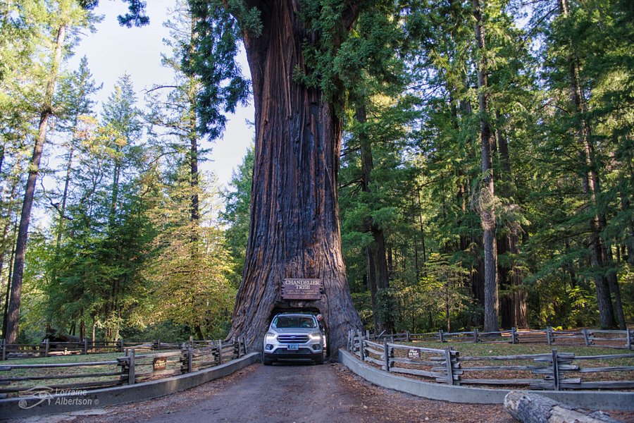 Chandelier Drive-Through Tree image
