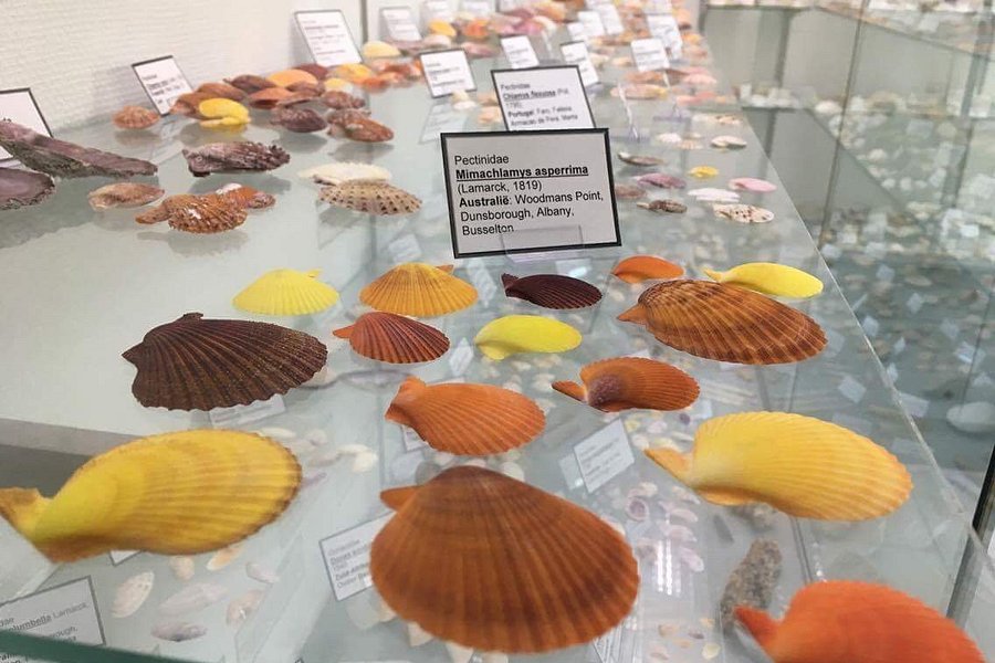 Shellmuseum image