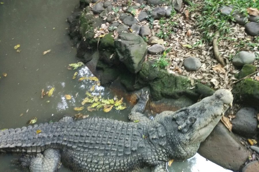 Crocodile and Reptile Indonesia Jaya Park image