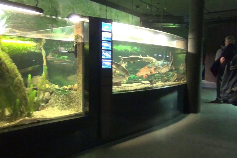 Mueritzeum Aquarium image