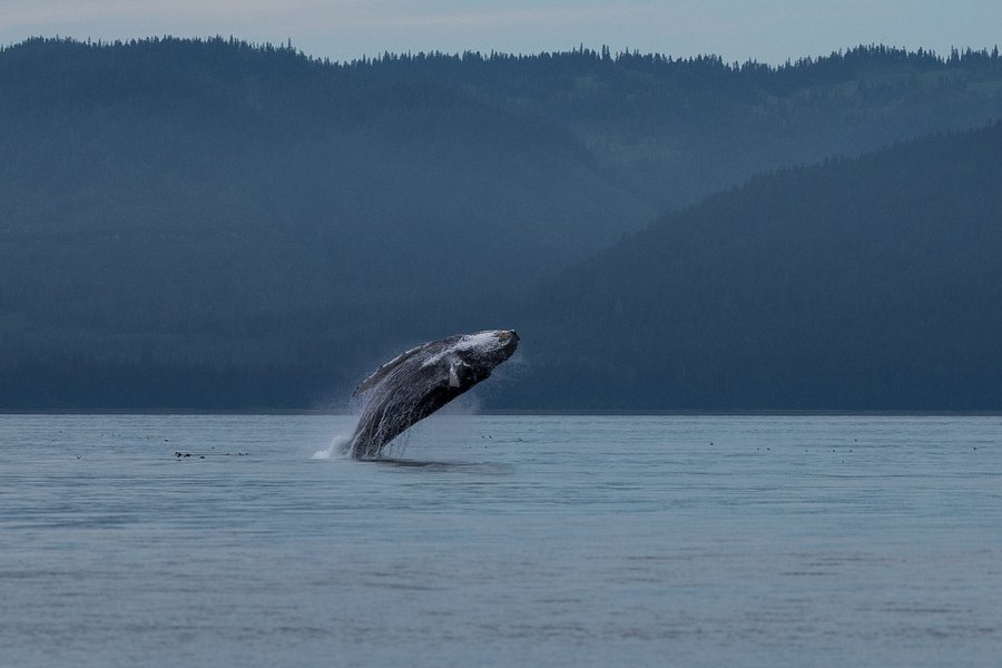 Hoonah Whale Tours image