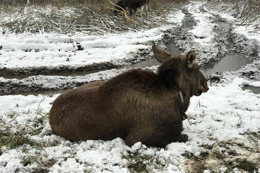 Sumarokovskaya Elk Farm image