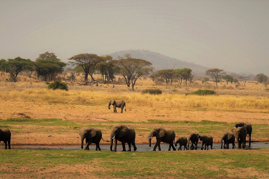 Safaris Partners image