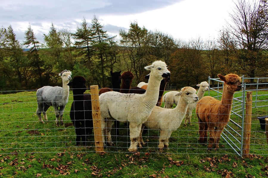 Teesdale Alpacas (Open by Appointment Only) image