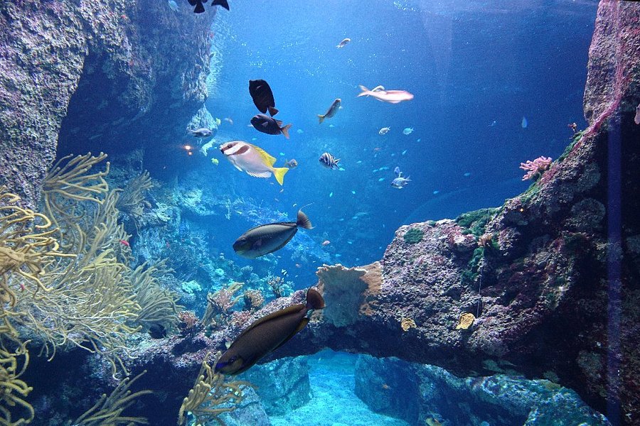 Aquarium de Biarritz image