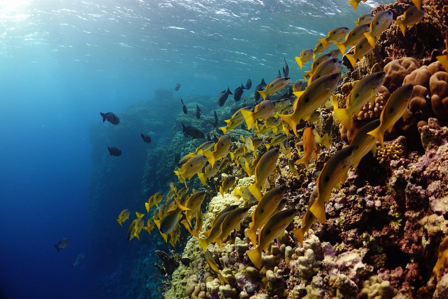 Elphinstone Reef image