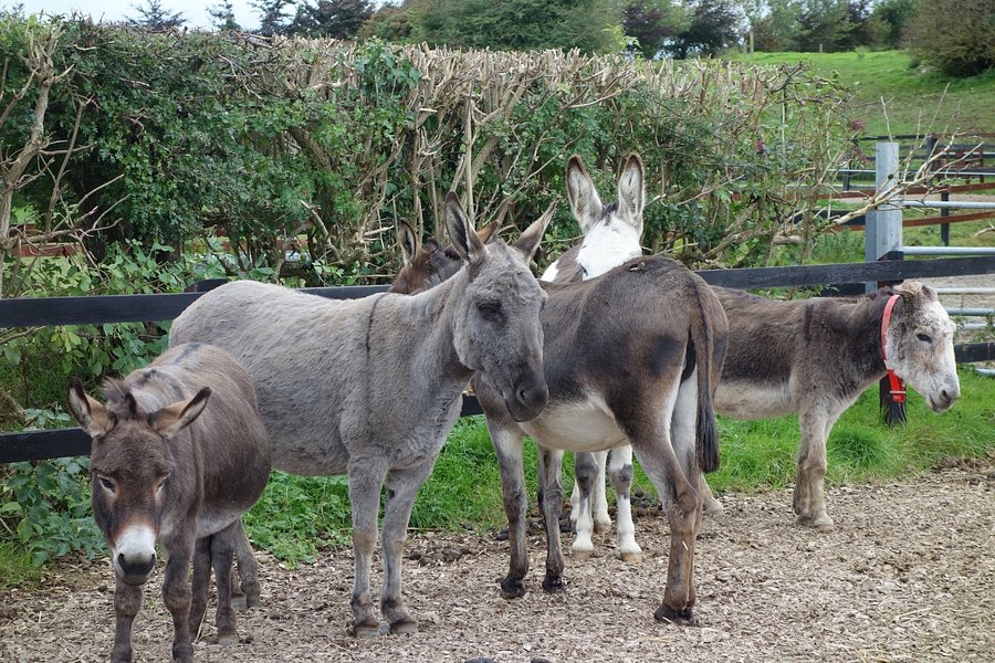 The Donkey Sanctuary image