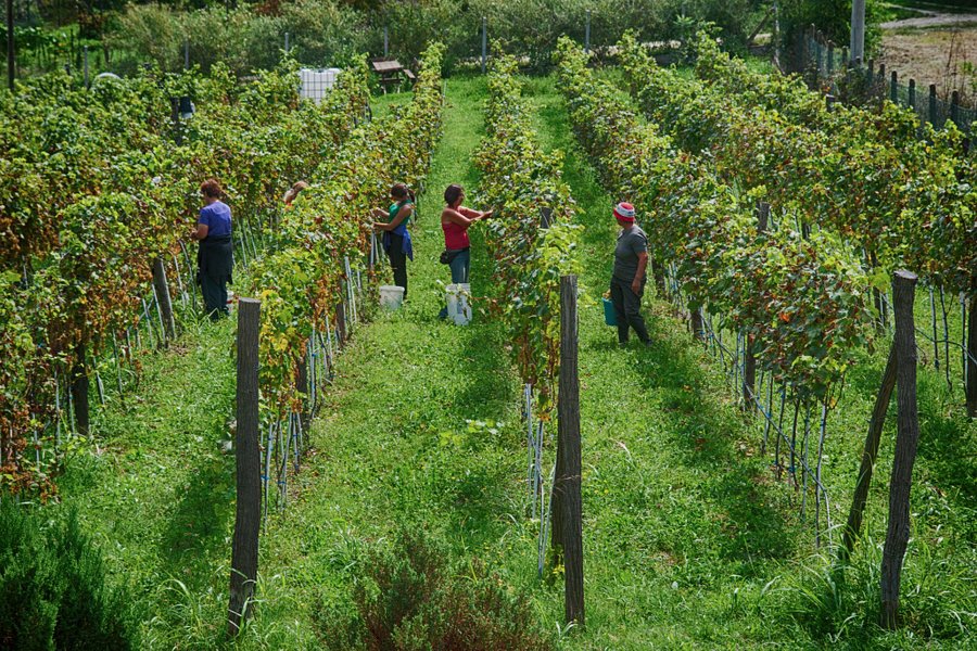 Plavinci Organic Winery image