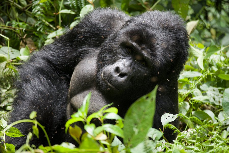 Gorilla Bookings image