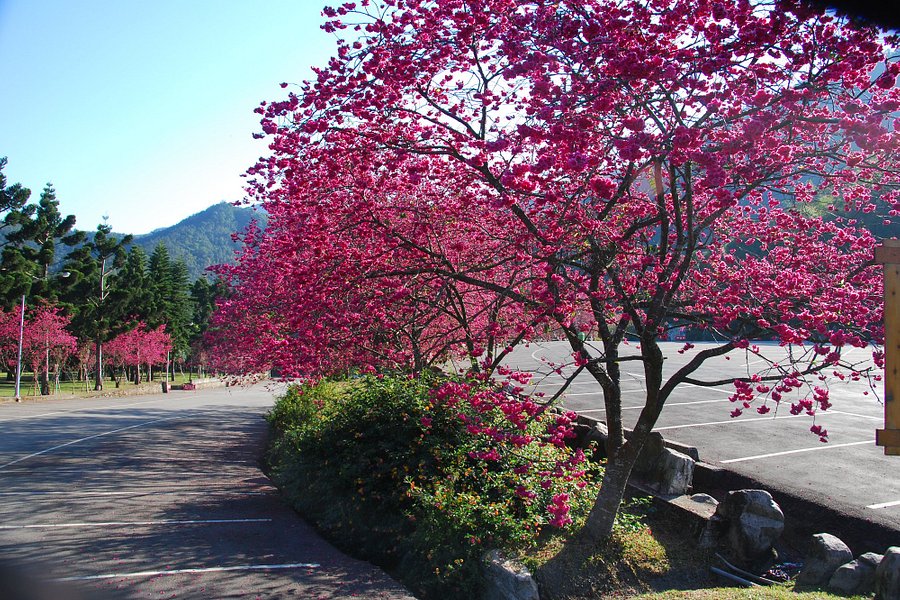 Sakura Festival image