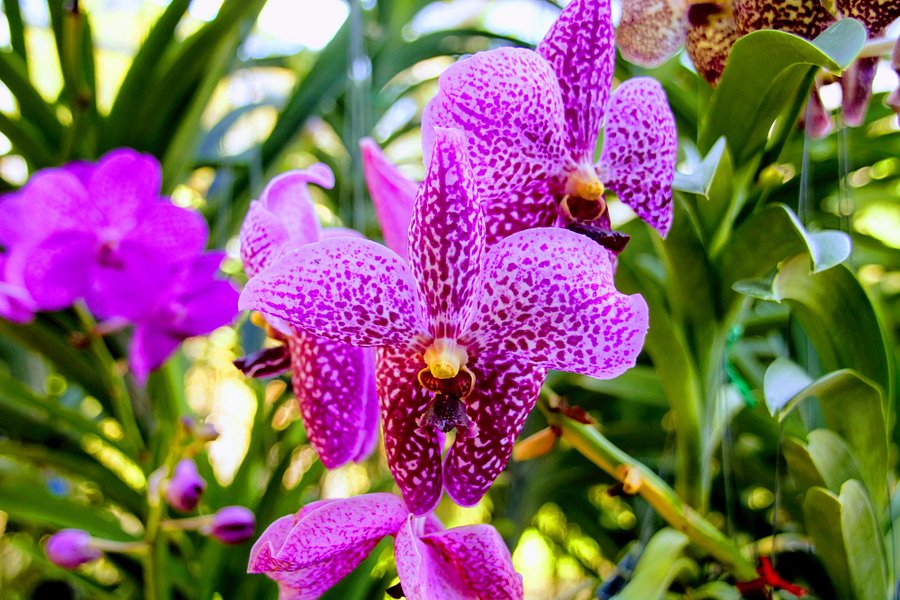 Orchid and Butterfly Farm image