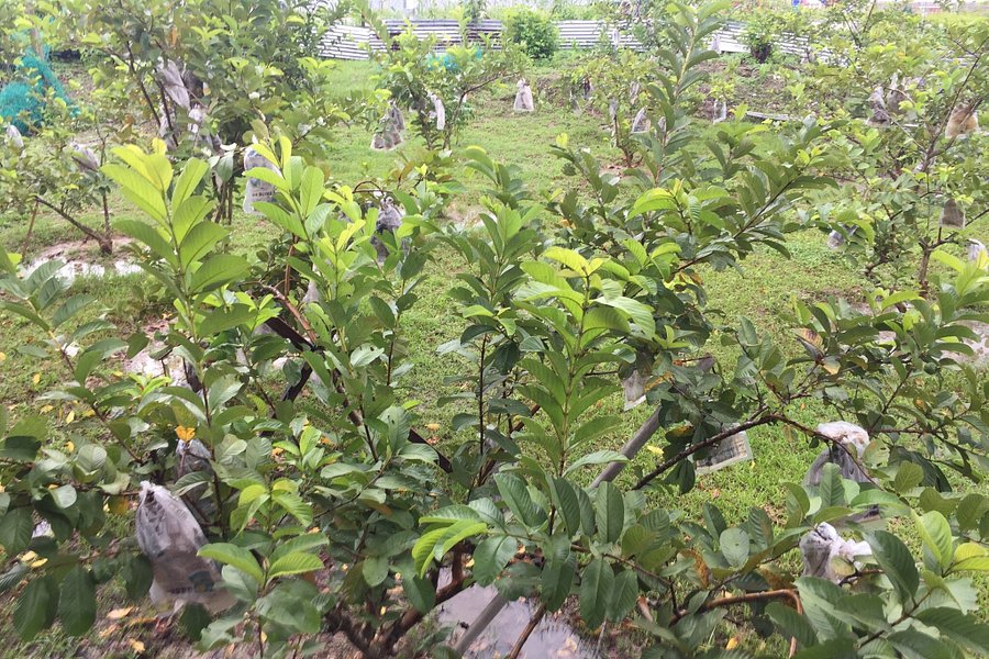Guava Bee Farm image