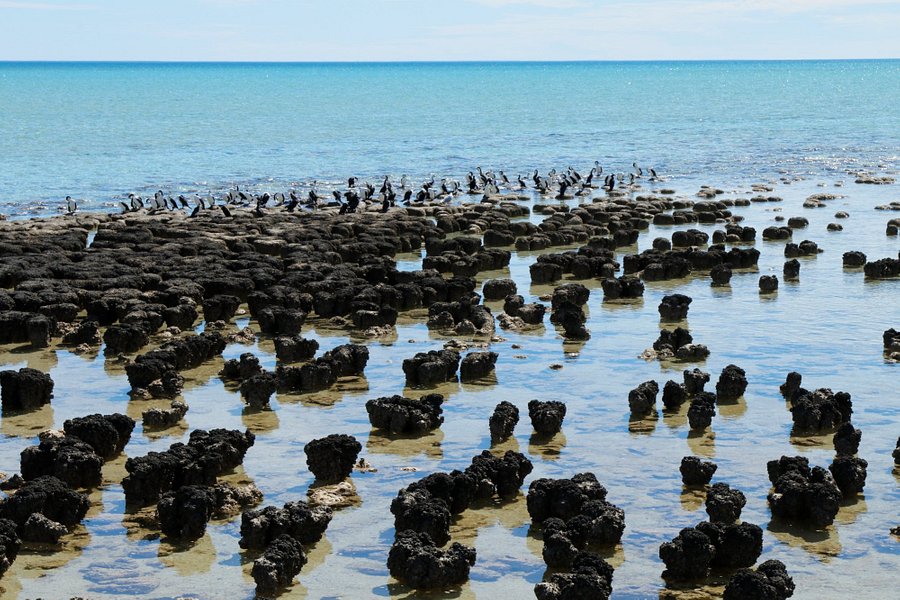 Stromatolites image