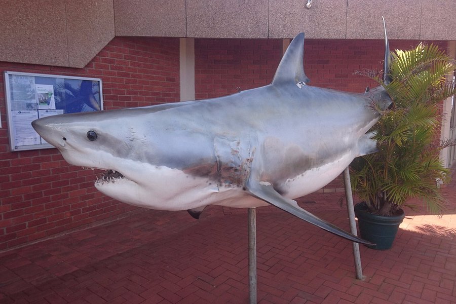 Natal Shark Board image