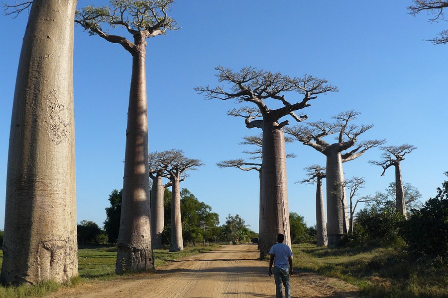 Madagascar Green Tours image