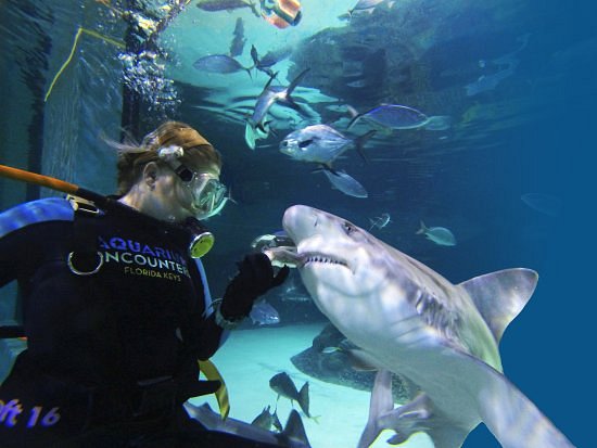 Florida Keys Aquarium Encounters image
