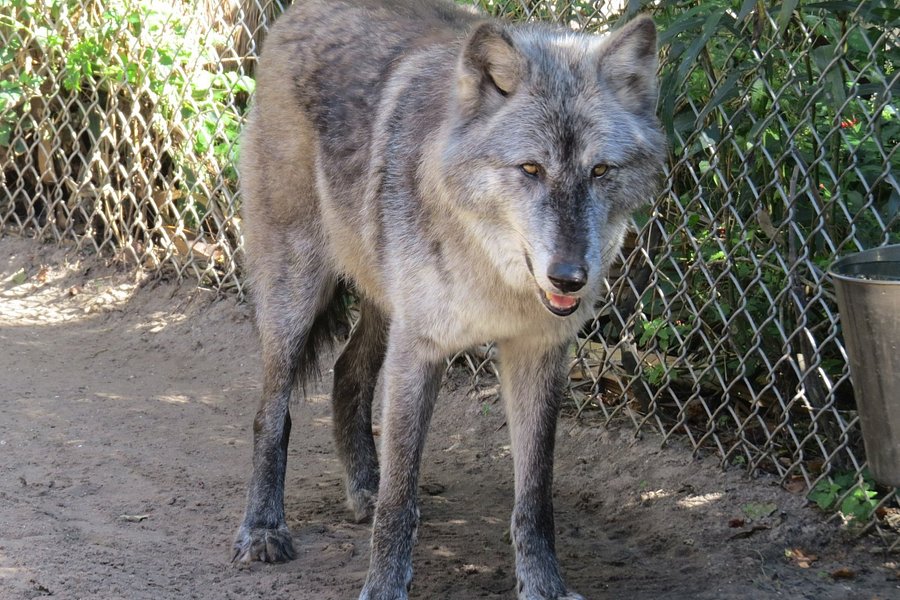 Shy Wolf Sanctuary Education & Experience Center image