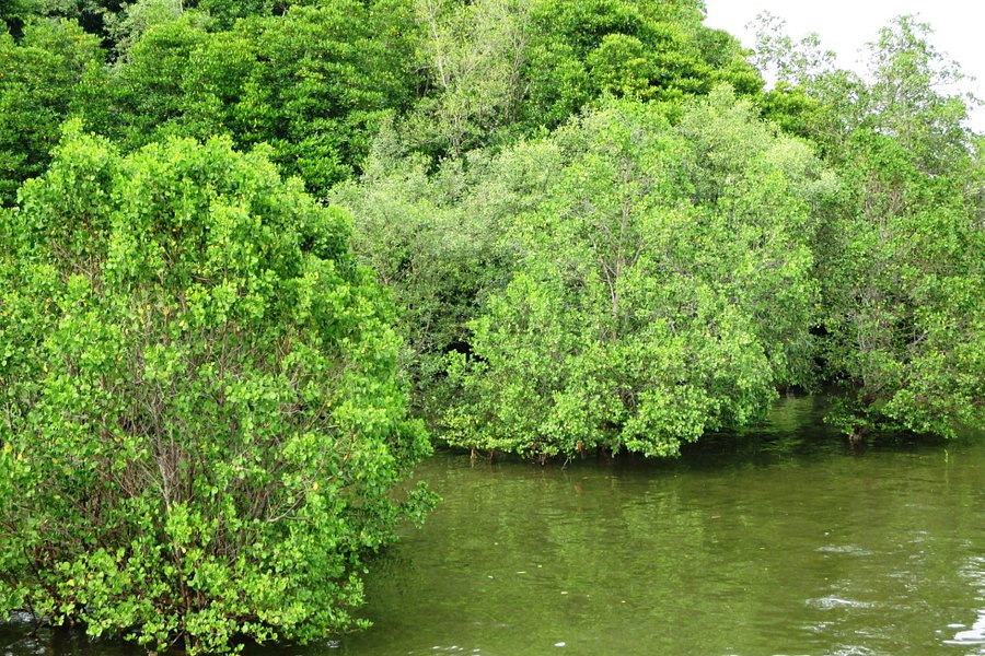 Brunei River image