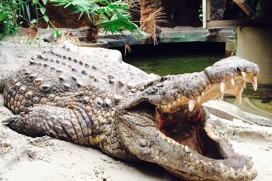 Krokodille Zoo image
