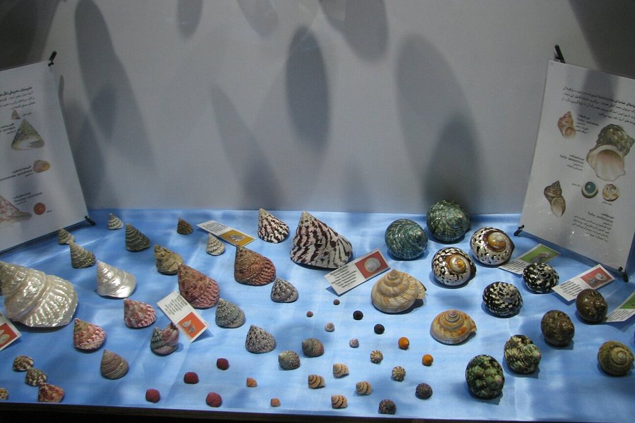 Isfahan Seashell Museum image